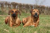 RODESIAN RIDGEBACK 100